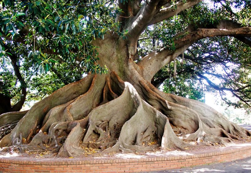 Buttress roots tree: Weird Trees 