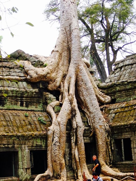 Silk Cotton Tree, Cambodia