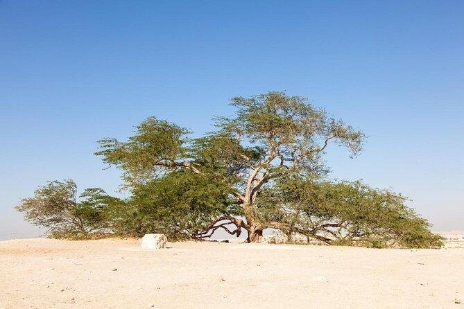 The tree of life, Bahrain: Rare Trees