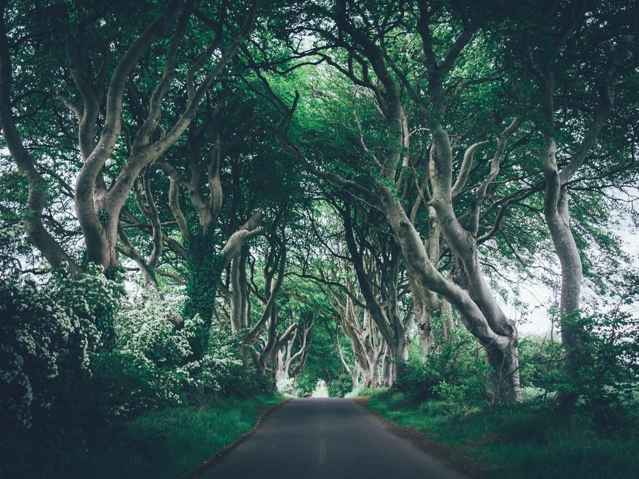 Dark Hedges, Northern Ireland: Weird Trees