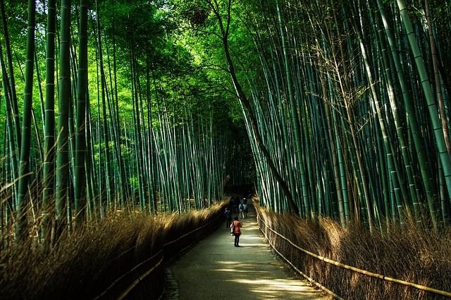 Bamboo forests, Japan: Strange Trees 