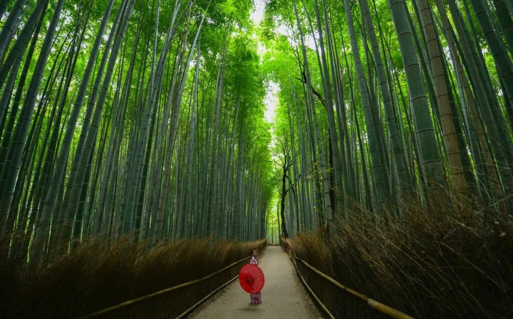 Bamboo forests, Japan: Strange Trees 