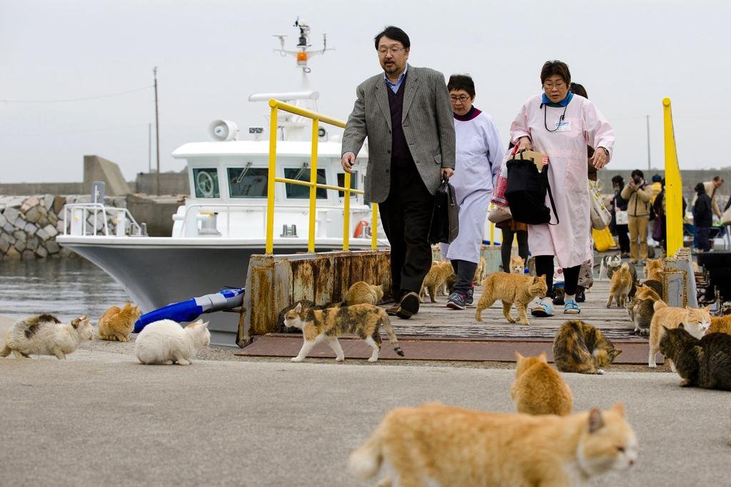 Cat Island (Aoshima)