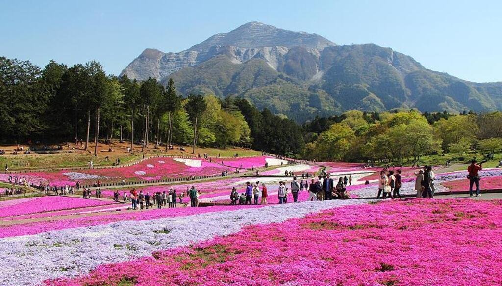 Hitsujiyama Park, Chichibu: Most Beautiful Places in Japan