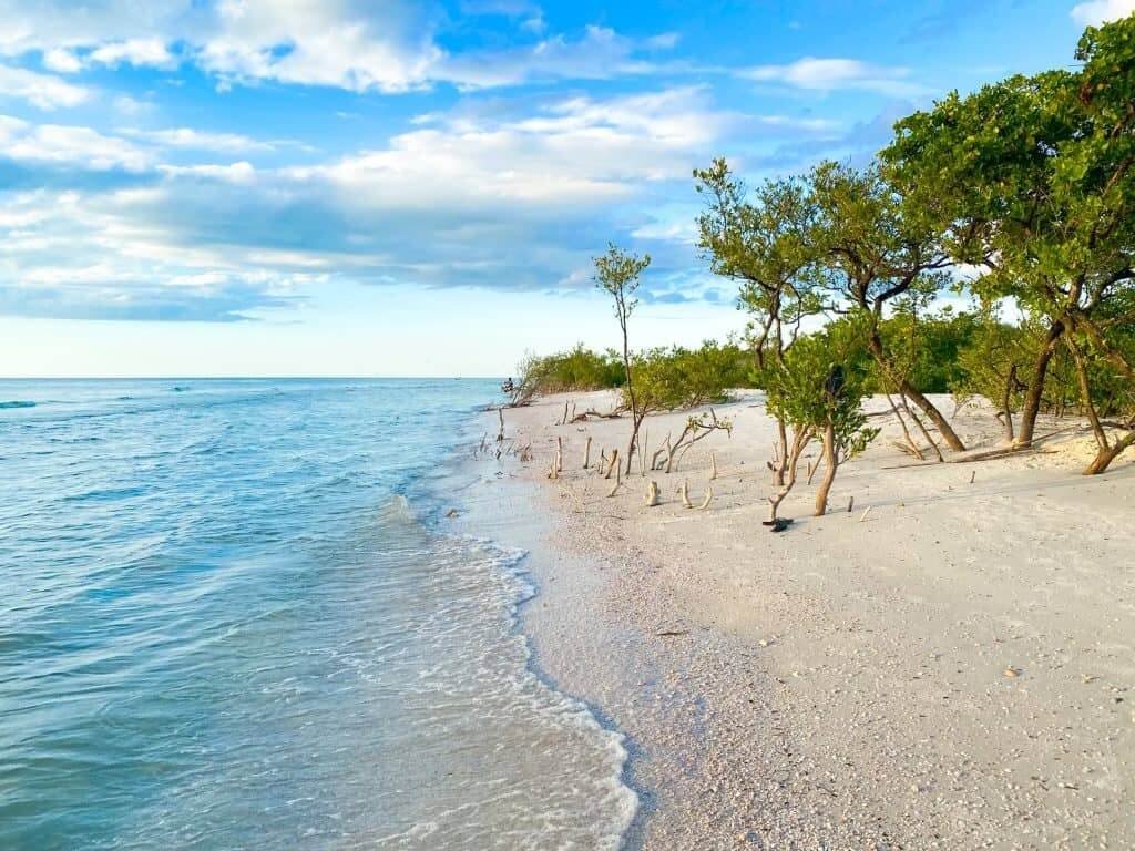 Honeymoon Island State Park: clearest water in florida