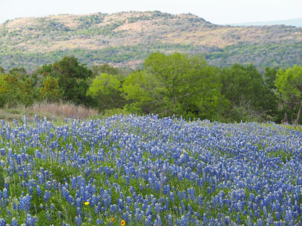 wildflowers from Texas