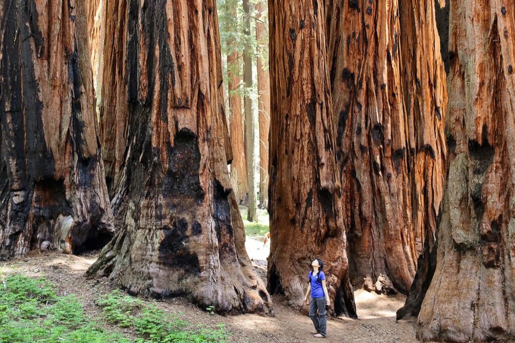 Sequoia National Park: Best Parks in Fresno CA