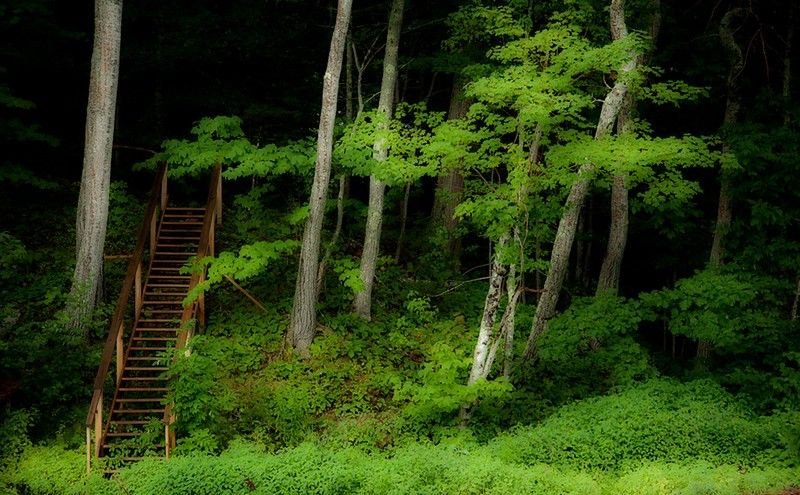 staircases in the woods
