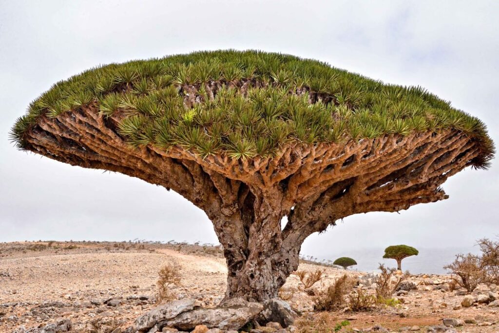 Dragon Tree, Canary Island: Unique Trees