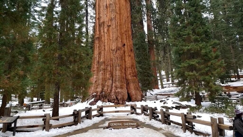 General Sherman, Weird Trees in United States: Weird Trees