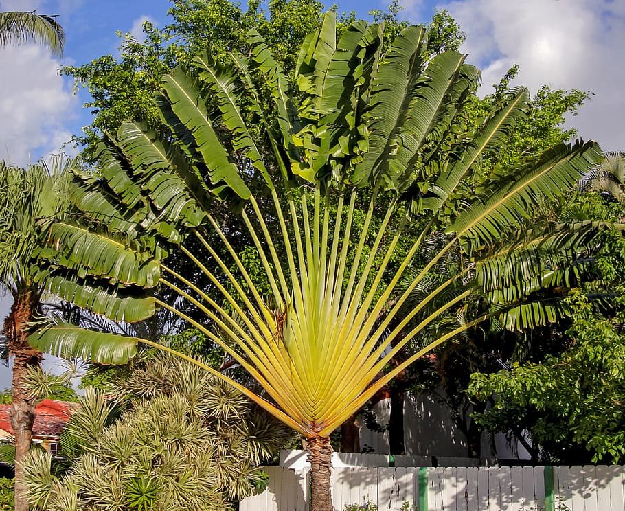 Traveller’s tree or traveller’s palm: Strange Trees