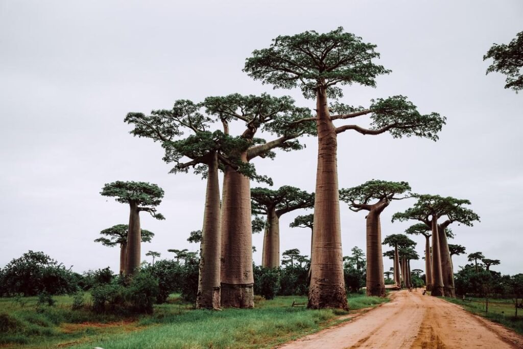 Baobab tree, South Africa