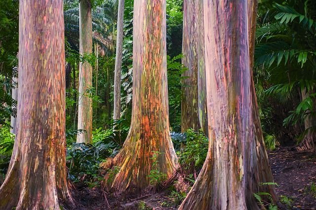 Rainbow eucalyptus, Papua New Guinea, Indonesia, and the Philippines: Unique Trees