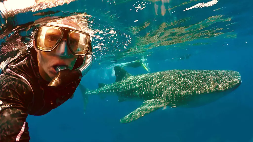 Swim alongside whale sharks in Tulum